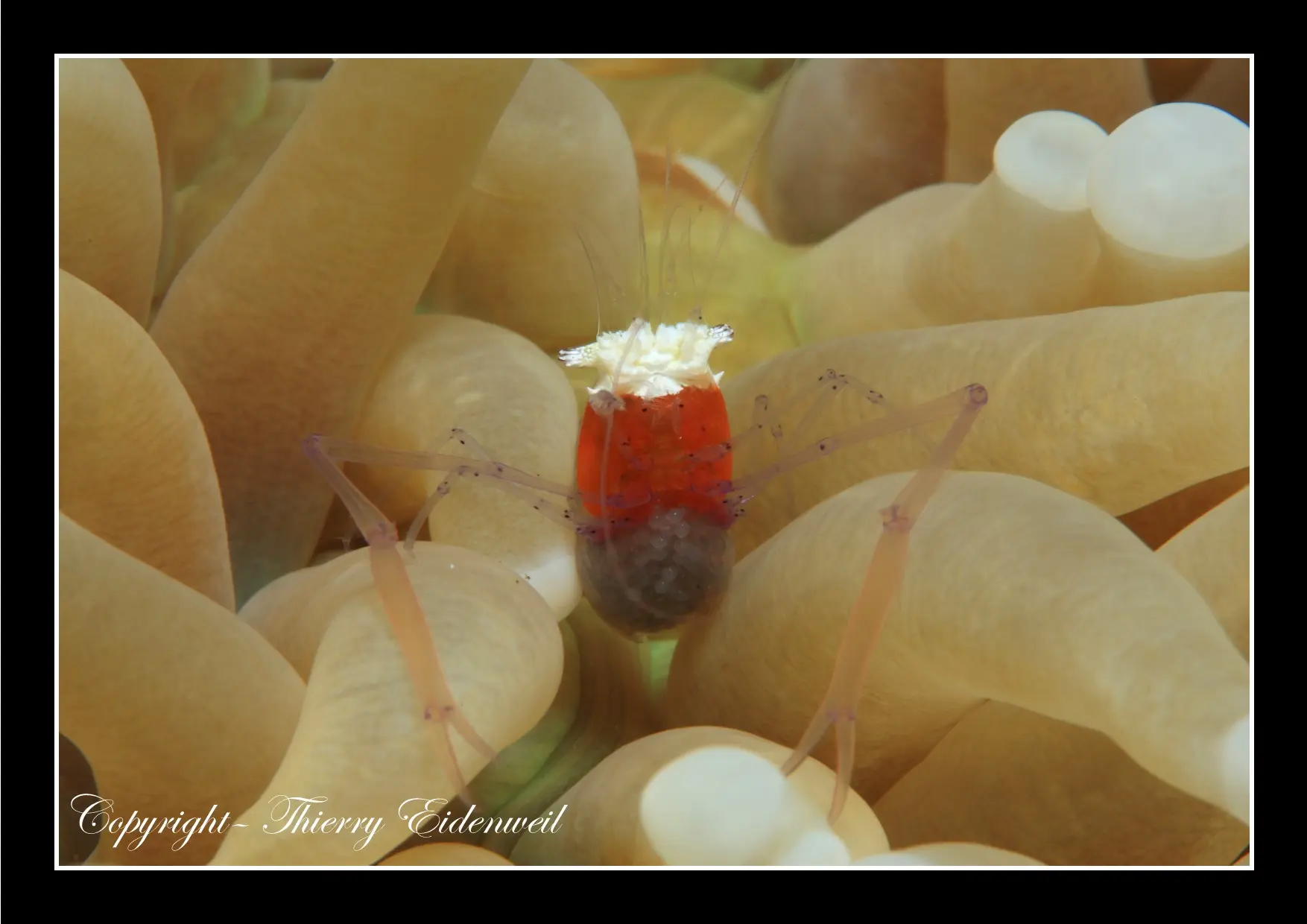 Anilao Macro Dive Media Highlight